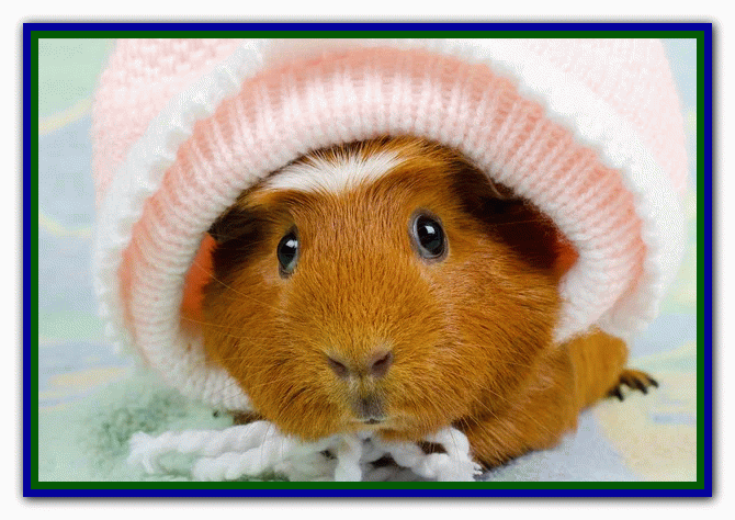 دوستی با خوکچه هندی تربیت خوکچه هندی - دستی کردن خوکچه هندی - بازی با خوکچه هندی - بیماری های خوکچه هندی- نکات مراقبت از خوکچه هندی - غذای خوکچه هندی - دست‌آموز کردن خوکچه هندی - نگهداری از خوکچه هندی در خانه