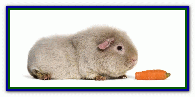 دوستی با خوکچه هندی تربیت خوکچه هندی - دستی کردن خوکچه هندی - بازی با خوکچه هندی - بیماری های خوکچه هندی- نکات مراقبت از خوکچه هندی - غذای خوکچه هندی - دست‌آموز کردن خوکچه هندی - نگهداری از خوکچه هندی در خانه