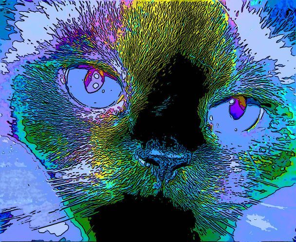 نگهداری از گربه در خانه - تربیت گربه خانگی - بهداشت گربه - نکات مراقبت از گربه - غذای گربه