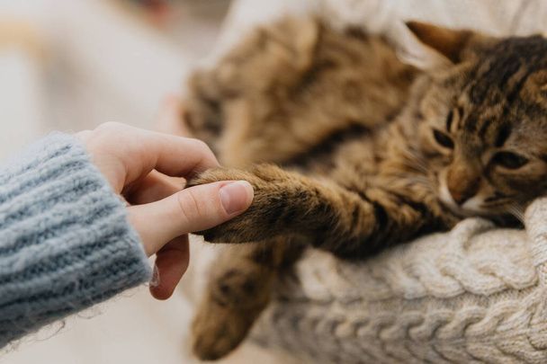 نگهداری از گربه در خانه - تربیت گربه خانگی - بهداشت گربه - نکات مراقبت از گربه - غذای گربه