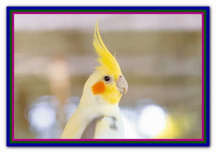 نگهداری و مراقبت از عروس هلندی