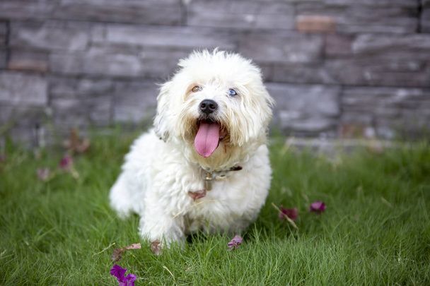 نگهداری سگ در خانه - تربیت سگ - نکات مراقبت از سگ - غذای سگ