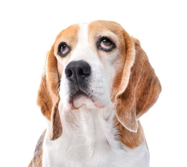 نگهداری سگ در خانه - تربیت سگ - نکات مراقبت از سگ - غذای سگ