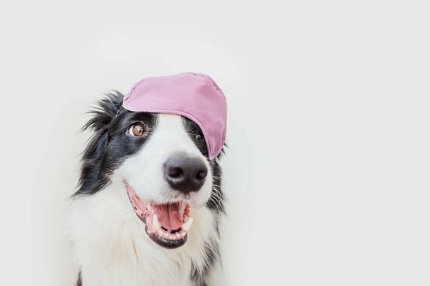 نگهداری سگ در خانه - تربیت سگ - نکات مراقبت از سگ - غذای سگ