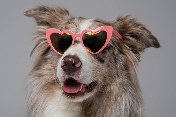 نگهداری سگ در خانه - تربیت سگ - نکات مراقبت از سگ - غذای سگ