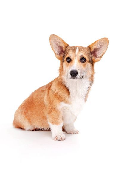 نگهداری سگ در خانه - تربیت سگ - نکات مراقبت از سگ - غذای سگ