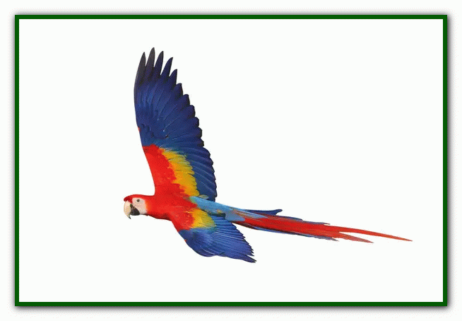 غذای طوطی - نگهداری از طوطی در خانه - دوستی با طوطی تربیت طوطی - بازی با طوطی - بیماری های طوطی - نکات مراقبت از طوطی - دست‌آموز کردن طوطی - آموزش حرف زدن طوطی - دستی کردن طوطی