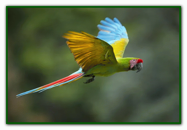 غذای طوطی - نگهداری از طوطی در خانه - دوستی با طوطی تربیت طوطی - بازی با طوطی - بیماری های طوطی - نکات مراقبت از طوطی - دست‌آموز کردن طوطی - آموزش حرف زدن طوطی - دستی کردن طوطی