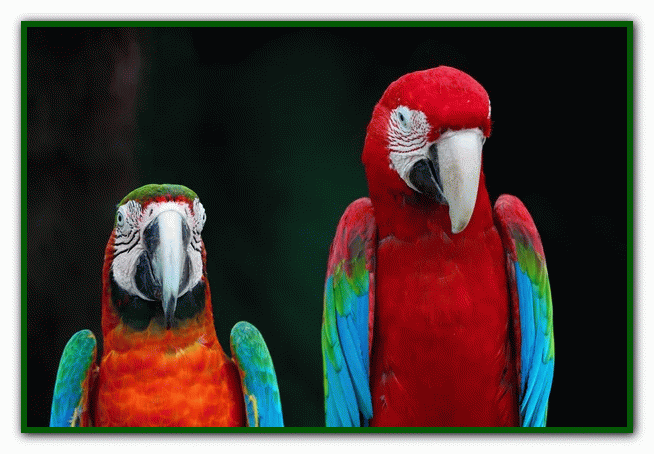 غذای طوطی - نگهداری از طوطی در خانه - دوستی با طوطی تربیت طوطی - بازی با طوطی - بیماری های طوطی - نکات مراقبت از طوطی - دست‌آموز کردن طوطی - آموزش حرف زدن طوطی - دستی کردن طوطی